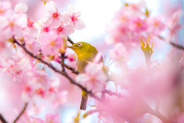 河津桜とメジロ