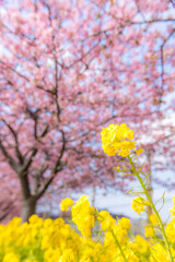 菜の花と河津桜