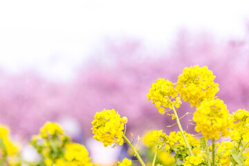 菜の花と河津桜