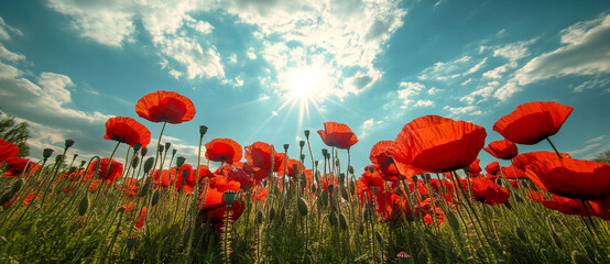 poppy field with red flowers under bright blue sky