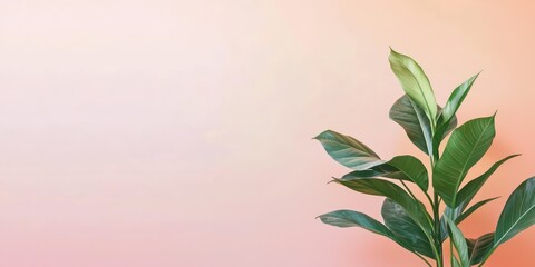 Subtle minimalist modern photography with soft tones