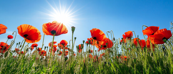 Obraz premium field of poppies under bright sun and blue sky, nature beauty