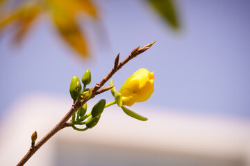 Pale petals on bare branches, apricot blossoms whisper of spring. Sweet scent, fleeting beauty. A...