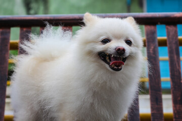 Cute white Mini Pomeranian spitz Dog, puppy standing at outdoor, Adorable cute Pomsky Puppy dog, pet