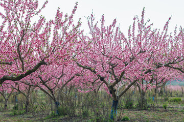 Fototapeta premium Almonds orchard bursting with soft pink blossoms, carpeting rows with delicate spring flowers, heralding abundant fruit bearing season ahead