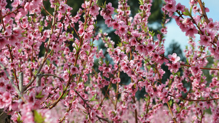 Blooming Almond trees displaying soft pink flowers, spreading vibrant colors across rows of branches during spring agricultural landscape