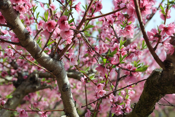 Almond tree branches spreading delicate pink blossoms amid verdant leaves, capturing seasonal orchard transformation during early spring bloom