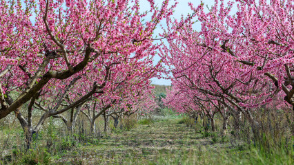 Naklejka premium Blooming Almonds trees forming pink hued corridor, flowering branches creating serene landscape of delicate springtime blossoms filling agricultural orchard