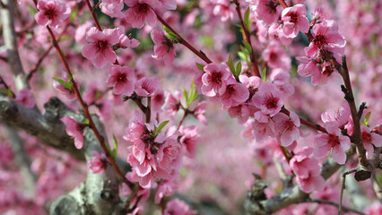 Blooming Almond  tree branches displaying delicate pink flowers, heralding springtime with lush orchard landscape promising future harvest of sweet, ripe fruit