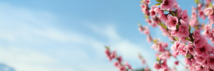 Delicate pink Almonds peach blossoms adorning tree branches banner, sunlit orchard revealing springtime's vibrant floral landscape against clear blue sky