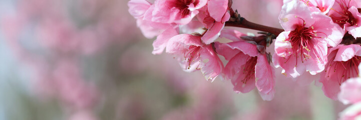 Almond blossoms bursting with soft pink petals, highlighting delicate spring branch with vibrant...
