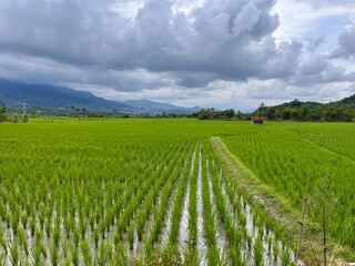 Scenic Lush Green Rice Fields Under Dramatic Cloudy Sky with Mountain View
