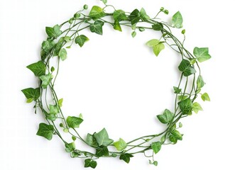 A circular wreath of green leaves and vines on a white background, top view. Isolated natural frame for text and design. circular green plant wreath decoration frame