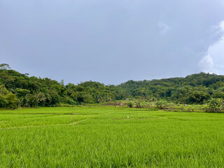 Tranquil Green Rice Fields with Dense Tropical Forest Backdrop Under Clear Sky