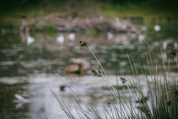 Laguna de descanso de aves migratorios al atardecer