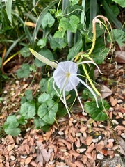 
The spider lily (Hymenocallis) blooms beautifully
 This flower has pure white petals with a unique crown that resembles a spider