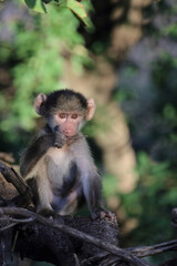 Bärenpavian / Chacma baboon / Papio ursinus