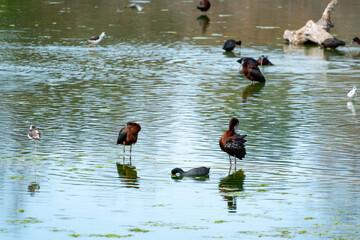 Laguna de descanso de aves migratorios al atardecer