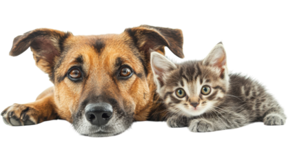 Friendly dog and playful kitten lying together on a white background creating a calm and heartwarming atmosphere