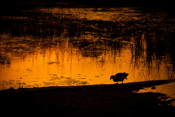 Laguna de descanso de aves migratorios al atardecer