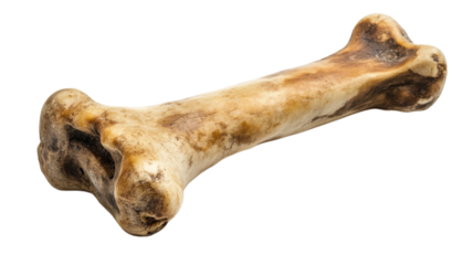 Large natural dog bone ideal for chewing and dental health of pets