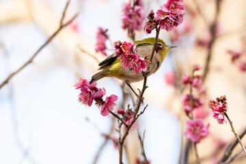 Plum blossom in spring, Japanese White-Eye bird between fruit tree branches with pink plum blossoms during springtime at daytime in a Japanese garden in Tokyo city in Japan with copy space.