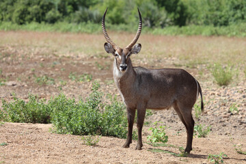 Wasserbock / Waterbuck / Kobus ellipsiprymnus