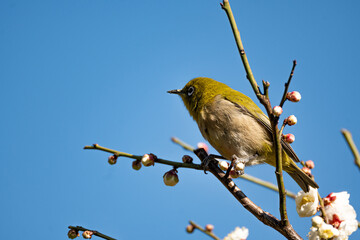 Plum blossom in spring, Japanese White-Eye bird with pink plum blossoms during and blue sky background during spring at daytime in a Japanese garden in Tokyo city in Japan with copy space.