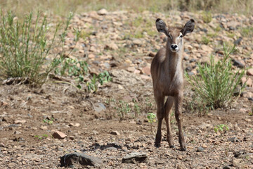 Wasserbock / Waterbuck / Kobus ellipsiprymnus..