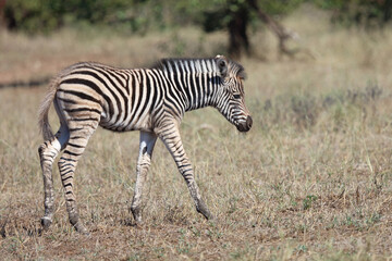 Steppenzebra / Burchell's zebra / Equus quagga burchellii.