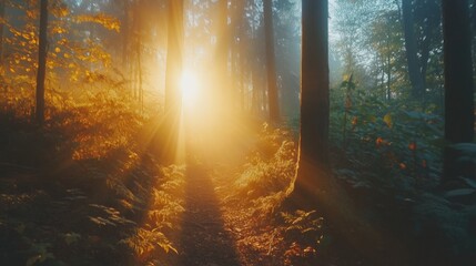 Naklejka premium Golden Sunlight Illuminates Forest Path