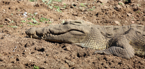 Nilkrokodil / Nile crocodile / Crocodylus niloticus