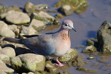Palmtaube oder Senegaltaube / Laughing dove or Little brown dove / Stigmatopelia senegalensis uel Spilopelia senegalensis