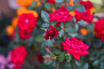 Rose is the common name for flowering plants in the form of perennial shrubs or climbers of the genus Rosa, family Rosaceae, with more than 100 species with diverse flower colors, distributed from tem