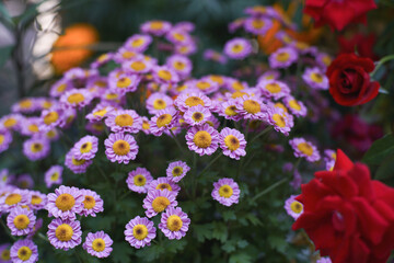 The Asteraceae (or Compositae), also known as the sunflower family or the aster family, is a family of dicotyledonous flowering plants. The scientific name of this family comes from the genus Aster (A