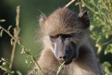 Bärenpavian / Chacma baboon / Papio ursinus