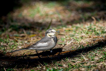 地面を歩くハクセキレイ
