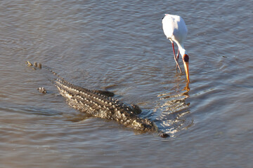 Nilkrokodil und Nimmersatt / Nile crocodile and Yellow-billed stork / Crocodylus niloticus et...