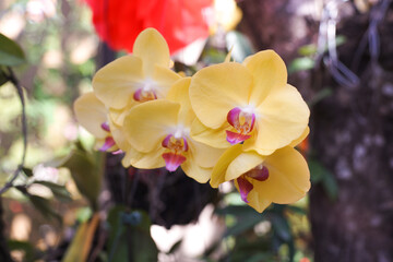True orchids belong to the family Orchidaceae (including orchids, cymbidiums and lithops)
Ylang-ylang (also known as "lemon") belongs to the family Annonaceae
Genes Magnolia (also known as "lan ta"), 