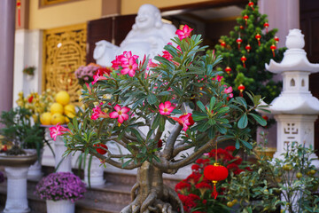 Plumeria (scientific name: Plumeria, synonym Himatanthus Willd. ex Roem. & Schult., 1819, but this genus can be separated) is a small genus containing 7-8 species of plants originating in tropical and