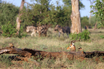 Schwarzfersenantilope / Impala / Aepyceros melampus