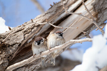 寄り添うフクラスズメ