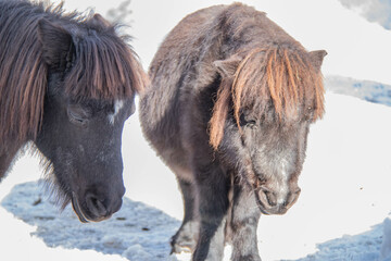 ポニー2頭