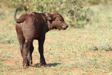 Kaffernbüffel / African buffalo / Syncerus caffer.