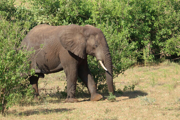 Fototapeta premium Afrikanischer Elefant / African elephant / Loxodonta africana