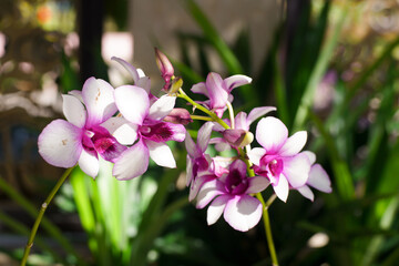 True orchids belong to the family Orchidaceae (including orchids, cymbidiums and lithops)
Ylang-ylang (also known as "lemon") belongs to the family Annonaceae
Genes Magnolia (also known as "lan ta"), 