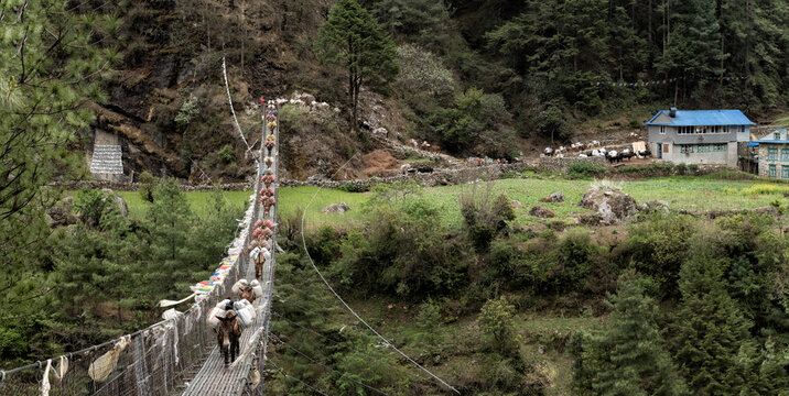 Donkeys carrying provisions on Phakding suspension bridge, Solo Khumbu, nepal