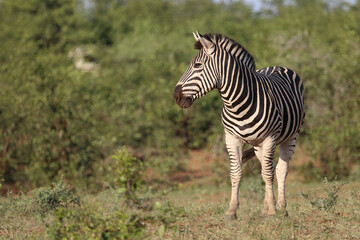 Steppenzebra / Burchell's zebra / Equus quagga burchellii