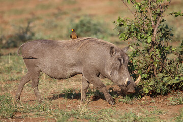 Warzenschwein und Gelbschnabel-Madenhacker / Warthog and Yellow-billed oxpecker / Phacochoerus...