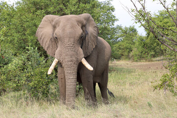 Obraz premium Afrikanischer Elefant / African elephant / Loxodonta africana
